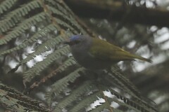 Conirostrum albifrons