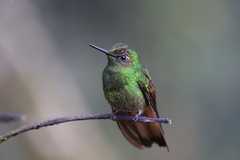 Boissonneaua flavescens