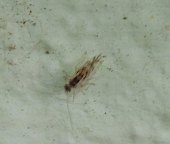 Graphopsocus