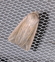 Mythimna riparia