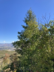 Pseudotsuga menziesii glauca