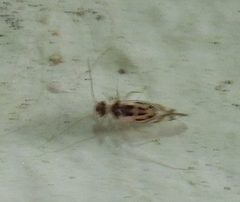 Graphopsocus