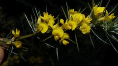 Aspalathus florifera