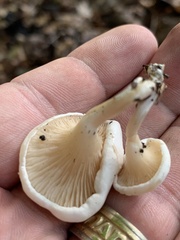 Clitocybe fragrans