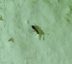 Diapriinae