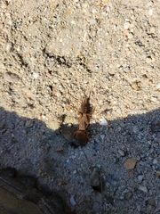 Neoscapteriscus borellii