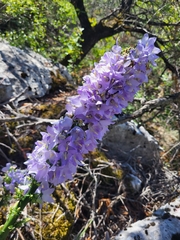 Campanula pyramidalis