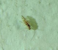 Graphopsocus