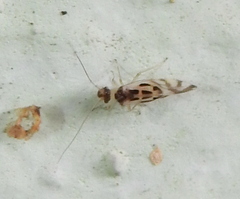 Graphopsocus