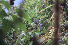 Chamaepetes goudotii