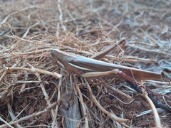 Schistocerca flavofasciata