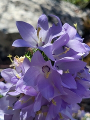 Campanula pyramidalis