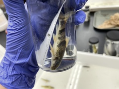 Hypentelium nigricans