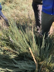 Salicornia europaea