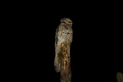 Nyctibius griseus