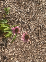 Echinacea purpurea