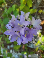 Campanula pyramidalis