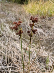 Juncus canadensis