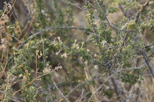 Image of Lycium villosum by (c) Tony Rebelo, some rights reserved (CC BY-SA)