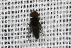 Simuliidae