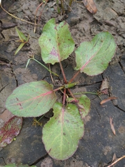 Rumex obtusifolius