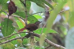 Syndactyla subalaris