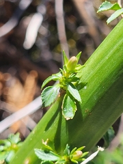 Campanula pyramidalis