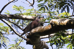 Nesoenas picturatus