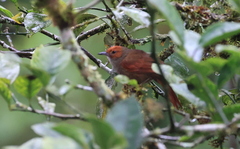 Cranioleuca erythrops