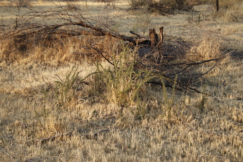 Image of Lycium villosum by (c) Tony Rebelo, some rights reserved (CC BY-SA)