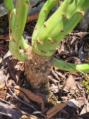 Campanula pyramidalis