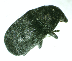 Anthribinae