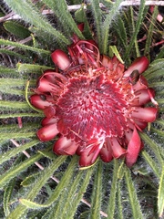 Protea denticulata