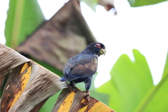 Pionus chalcopterus