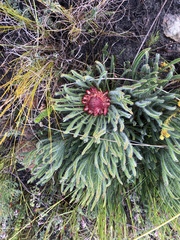 Protea denticulata