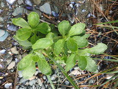 Senecio pseudoarnica