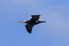 Phalacrocorax carbo