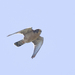 Seychelles Kestrel - Photo (c) Paulo Caseirito, some rights reserved (CC BY-NC), uploaded by Paulo Caseirito