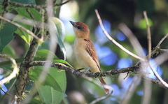 Pachyramphus cinnamomeus