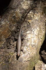 Trachylepis sechellensis