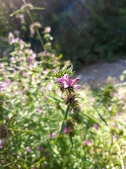 Galeopsis angustifolia