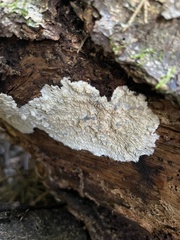 Phlebia centrifuga