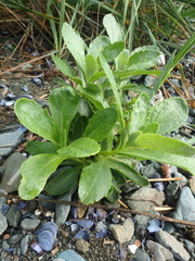 Senecio pseudoarnica