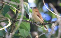 Pachyramphus cinnamomeus