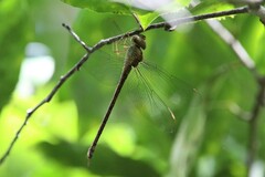 Triacanthagyna septima