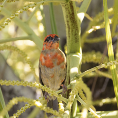 Foudia madagascariensis