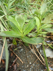 Senecio pseudoarnica