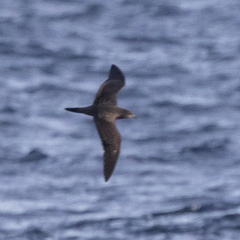 Ardenna pacifica