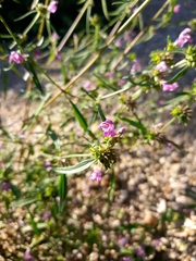 Galeopsis angustifolia