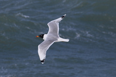 Ichthyaetus ichthyaetus